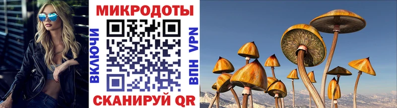Псилоцибиновые грибы Psilocybe  Суджа 